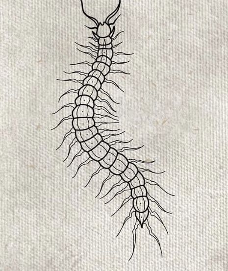 Centipede Tattoo Outline, Centipede Flash Tattoo, Centerpede Tattoos, Centipedes Drawing, Millipede Tattoo Design, Cenapead Tattoo, Simple Centipede Tattoo, Centipede Tattoo Stencil, Cherry Tramp Stamp Tattoos