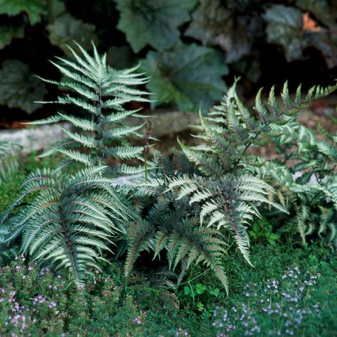 Japanese Painted Fern Perrenial Gardens, Flowering Shade Plants, Best Perennials For Shade, Painted Fern, Japanese Painted Fern, Shade Garden Plants, Deer Resistant Plants, Best Perennials, Shade Flowers