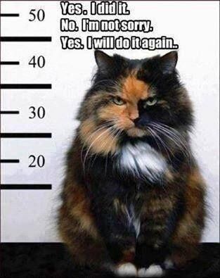 Evil Cat, Lady Cat, Image Chat, Funny Dog Pictures, Grumpy Cat, Funny Animal Pictures, Animal Photo, Crazy Cat Lady, Animal Memes