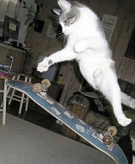 A Cat, Feline, Skateboard, Entertainment, Funny, Twitter, Photography, White