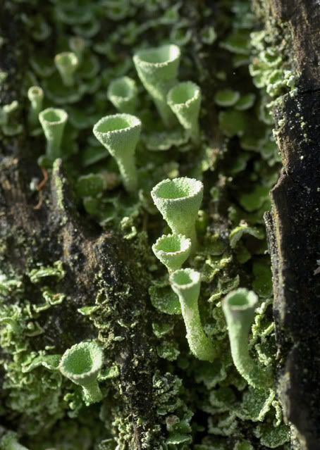 Jagged Root, mossfernsandlichen: Cladonia aka pixie cup... Pixie Cup Lichen, Green Autumn, Autumn Green, Lichen Moss, Plant Fungus, Slime Mould, Mushroom Fungi, Food Source, Seed Pods