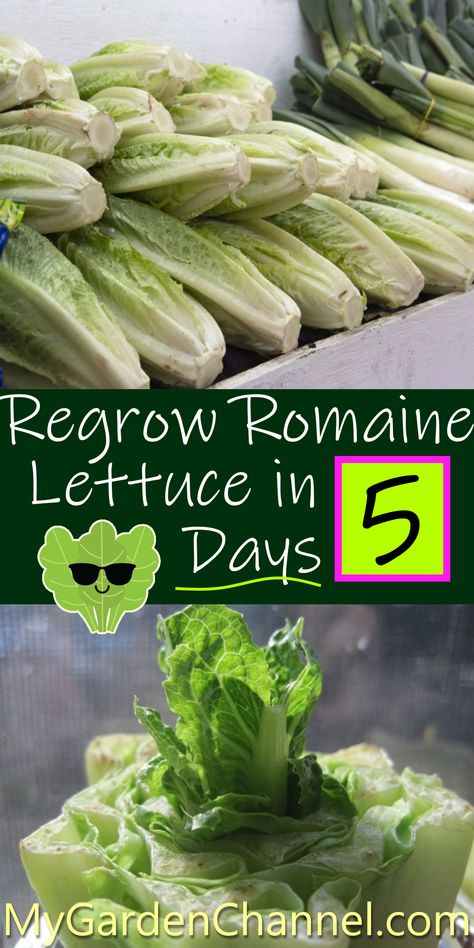 Romaine Lettuce Planting Romaine Lettuce, Growing Lettuce From Scraps, Growing Romaine Lettuce From Scraps, Regrow Lettuce Romaine, Grow From Scraps, Grow Romaine Lettuce Indoors, How To Grow Lettuce From Scraps, Planting Lettuce From Scraps, Grow Romaine Lettuce