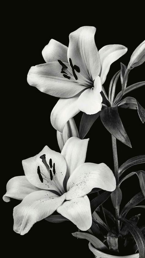 White Tiger Lily, Vampire Family, Flor Tattoo, Lily Flower Tattoos, Afrofuturism Art, White Lily Flower, Black And White Photo Wall, Black And White Picture Wall, Image Swag