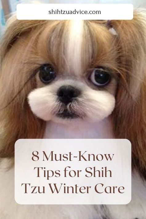 Shih Tzu Winter Care: Tips to Keep Your Dog Warm and Safe Shih Tzu Winter Haircuts, Shitzu Haircuts Boy Teddy Bears, Shih Tzu Haircuts Short, Shih Tzu Teddy Bear Haircut, Shih Tzu Haircuts Grooming, Shih Tzu Grooming Styles, Shitzu Dogs Haircuts, Toy Shih Tzu, Shih Tzu Clothes