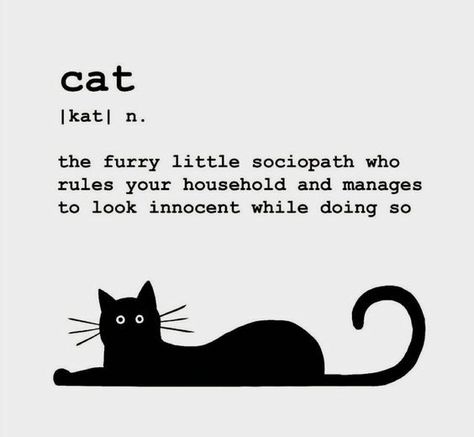 Cat Definition, Definition Design, Cat Comics, Decorative Wood, Cat Facts, Cat Quotes, Cat Posters, Funny Cute Cats, Cats Meow