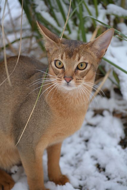 Abyssinian cat Chausie Cat, Egyptian Mau Cat, Mau Cat, Egyptian Mau, Cornish Rex, Urban Explorer, Jungle Cat, Abyssinian Cat, Abyssinian Cats