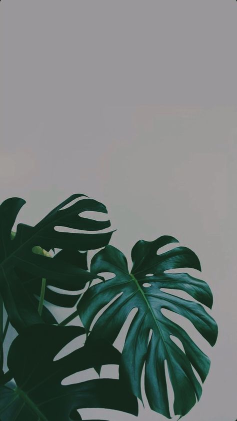 Plant Background Wallpapers, Plant Aesthetics, Brow Business, Computer Wallpaper Hd, Fantastic Wallpapers, Android Wallpaper Dark, Plant Background, Abstract Wallpaper Backgrounds, Whatsapp Wallpaper