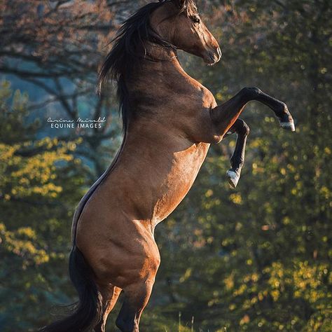 Unusual Horse, Buckskin Horse, Horse Markings, Horse Art Drawing, Andalusian Horse, American Quarter Horse, Horse World, Horse Equestrian, Horse Stables