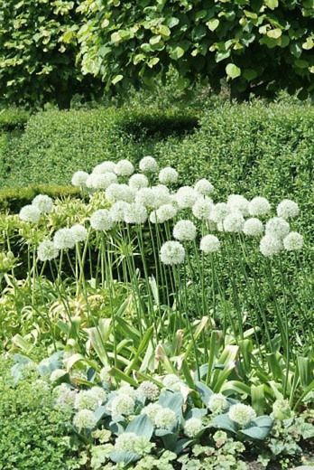 Allium 'Mont Blanc' (Ornamental Onion) White Perennial Flowers, Ornamental Onion, White Flowers Garden, Allium Flowers, Garden Well, Late Summer Flowers, Townhouse Garden, Garden On A Hill, Garden Bulbs