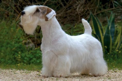 List Of Dog Breeds, Dog Types, Small Terrier, Sealyham Terrier, Every Dog Breed, Dog Pic, Akc Breeds, All Breeds Of Dogs, The Letter S