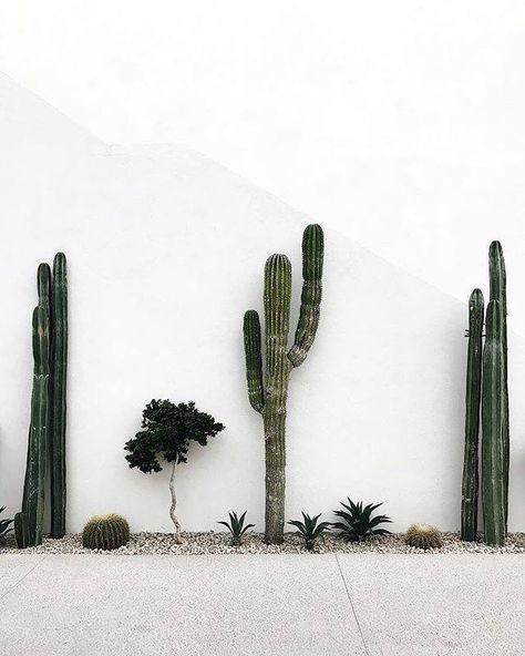 Morocco inspo Cactus Garden Indoor, Indoor Cactus Plants, Plants Interior, Miracle Tree, Drink Shop, Indoor Cactus, Plants Cactus, Angel Trumpet, Poisonous Plants