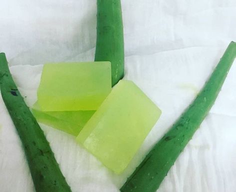 HANDMADE ALOEVERA SOAP 🧼🧼 DM for orders.. Whtsapp- 9520440061 Aloe Vera Soap Prevents Signs Of Aging, Reduces Acne & Helps Lighten Blemishes, Reduces Stretch Marks, Sunburns & Reduces Tan Maintains Moisture Balance. #aloevera #aloeverasoaps #aloegel #aloeveraskincare #aloeveraplant #handmadesoap #handmadewithlove #handmade #handmadegifts #handmadeinindia #handmadehome #handmadecreations #hydratingskincare #hydrating #hydratingsoap #moisture Aloe Vera Soap, Hydrating Skin Care, Aloe Vera Skin Care, Acne Help, Aloe Gel, Aloe Vera Plant, Handmade Home, Handmade Soap, Aging Signs