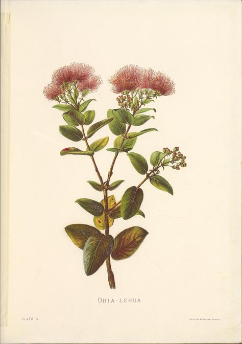 https://flic.kr/p/2d1EZno | n26_w1150 | Indigenous flowers of the Hawaiian islands /. London :Sampson Low, Marston, Searle, and Rivington,1885.. biodiversitylibrary.org/page/53757985 Ohia Lehua, Hawaiian Tattoo, Hawaiian Flowers, Tree Tattoo, Water Painting, Hawaiian Islands, Tropical Flowers, Botanical Art, Flower Tattoo