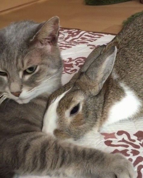 Cat and bunny cuddles. Cat and bunny friends. Kitty And Bunny, Cat And Bunny, Bunny Friends, Forest Spirits, Bunny Bunny, Cat Reference, Pet Bunny, Bestest Friend, Bunny Rabbits