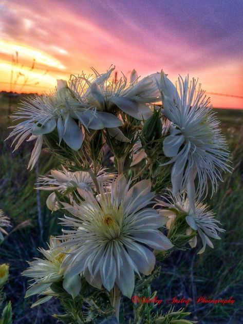 5.  A beautiful flower featured by Shelley Enterline Ansley. Places To Visit In Oklahoma, Wichita Mountains, Osage County, 2023 Travel, Green Pasture, Morning Sunrise, Place To Visit, Old Barns, Beautiful Morning