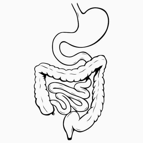 Internal digestive system | Premium Vector #Freepik #vector #digestive-system #intestine #colon #spleen Digestive System Drawing, Stomach Drawing, Digestive System Diagram, Human Body Projects, Human Digestive System, Sistem Pencernaan, Pa School, Human Body Anatomy, Medical School Essentials