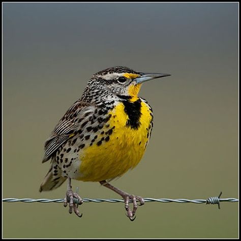 Western Meadow Lark- MT. State bird. Meadow Lark. Meadowlark birds or Meadowlarks are birds belonging to the genus Sturnella in the New World family Icteridae. This genus includes seven species of largely insectivorous grassland birds. In all species the male at least has a black or brown back and extensively red or yellow underparts. Birds Of Montana, Meadow Lark, Western Meadowlark, American Birds, Bird Barn, Birds And The Bees, State Birds, Backyard Birds, All Birds