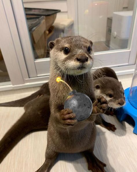 Otters seem to make slides for fun. They will often slide down a muddy bank into the water, climb out, and do the whole thing again. Sea Animals Tattoo, Otter Facts, Otters Cute, Otter Love, Baby Otters, Sea Otters, Little Animals, Animals Cute, Unusual Animals