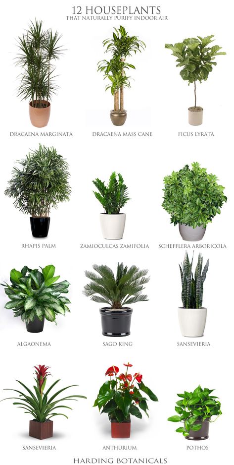 Best Desk Plants, Indoor Plants Low Light, Desk Plants, Trendy Plants, Alpine Plants, Healthy Teas, Best Indoor Plants, Low Light Plants, Garden Types