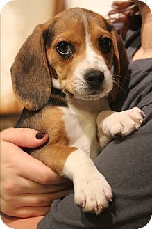 Allentown, PA - Beagle. Meet Stussy, a puppy for adoption. http://www.adoptapet.com/pet/15126426-allentown-pennsylvania-beagle Beagle Pups, Armadura Cosplay, Allentown Pa, Allentown Pennsylvania, Beagle Puppies, Dog Sleeping, Adoptable Beagle, Cute Beagles, Quotes Education