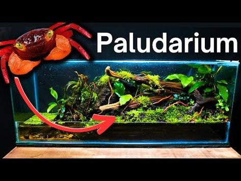 I Made a Paludarium for Vampire Crabs, Here’s How! - YouTube Crab Paludarium, Vampire Crab, Got To Be, Ecosystem, Terrarium, Crab, Fish, The Creator