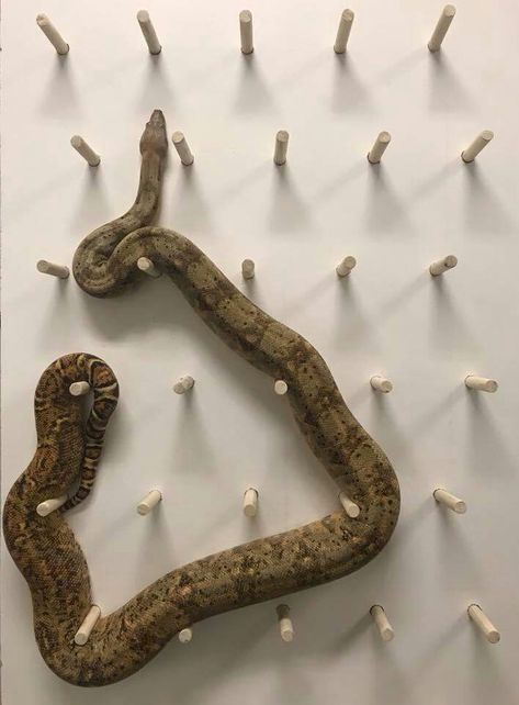 Corn Snake Enclosure Ideas Diy, Snake Cage Ideas Ball Python, Bioactive Snake Enclosure, Ball Python Enrichment, Snake Tank Ideas, Ball Python Terrarium Ideas, Snake Terrarium Ideas, Snake Habitat Ideas, Reptile Enrichment