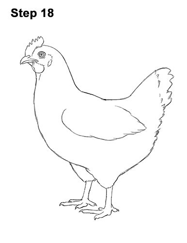 How to draw a Hen Chicken 18 Drawing Chickens, Chicken Hen, Chicken Drawing Simple, Hen Art, Hen Drawing, Chicken Outline, Chicken Images, Chicken Drawing, Rooster Painting