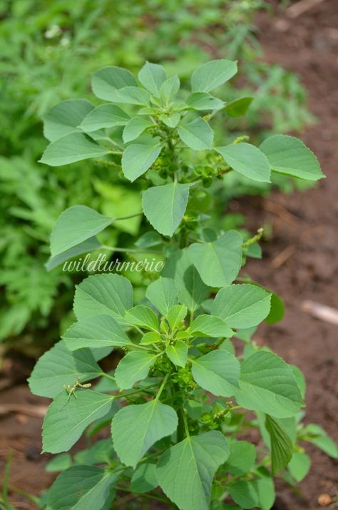 Herbal Plants And Their Uses, Herbal Plants Medicine, Medicinal Weeds, Herbal Leaves, African Herbs, Ayurvedic Plants, Medicinal Herbs Garden, Medical Herbs, Herbal Plants