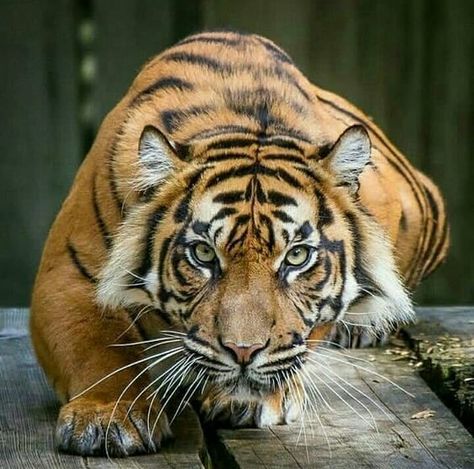 1,2,3,4 or 5? 😍😍 Follow @tigerloversclub 👈 for more DM for credit Tag someone that should see this 👇 Tiger Hunting, Save The Tiger, Sumatran Tiger, Tiger Love, Cat Species, Bengal Tiger, Cat Photography, Skyfall, Large Cats