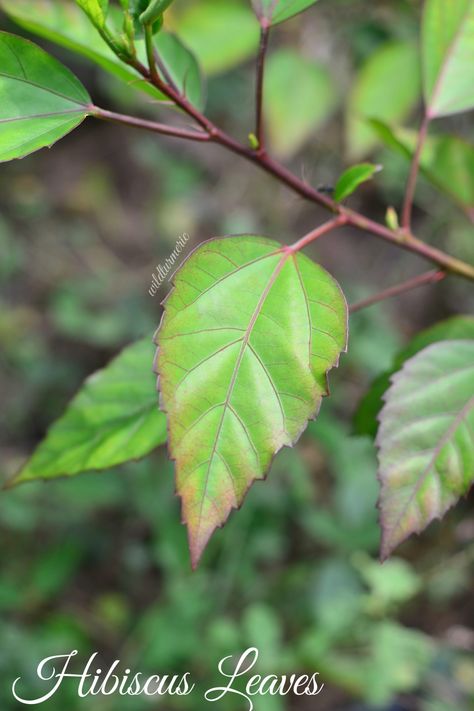 3 Top Hibiscus Leaves Uses & Benefits For Hair & Health - Wildturmeric Hibiscus Leaves For Hair Growth, Hibiscus Flower Uses, Hibiscus Leaf, Kalonji Seeds, Hibiscus Leaves, Hair Cleanser, Hair Pack, Hair Growth Serum, Hair Tonic