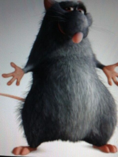 Ugly Rat Picture, Fat Ugly Rat, Rat Haircut, Spinning Rat, Bald Rat, Rat From Ratatouille, Sunless Citadel, Impala Tattoo, Wet Rat