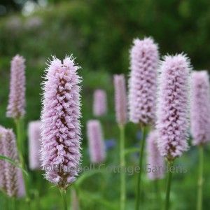 Persicaria bistorta 'Superba' (Bistort 'Superba'. Syn. Polygonum bistorta 'Superbum') Small Front Gardens, Wildlife Gardening, Flower Spike, Hardy Perennials, Plant List, Bird Garden, Types Of Soil, Perennial Plants, Front Garden