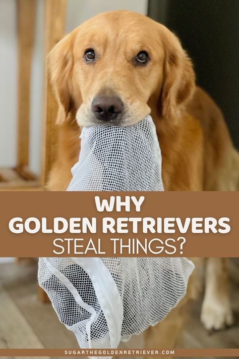 Golden Retriever Images, Goofy Golden Retrievers, Golden Retriever Tips, Golden Retriever Grooming Styles, Golden Retriever Puppy Training, Dog Recall Training, Gold Retriever, Stimulation Activities, Golden Retriever Grooming