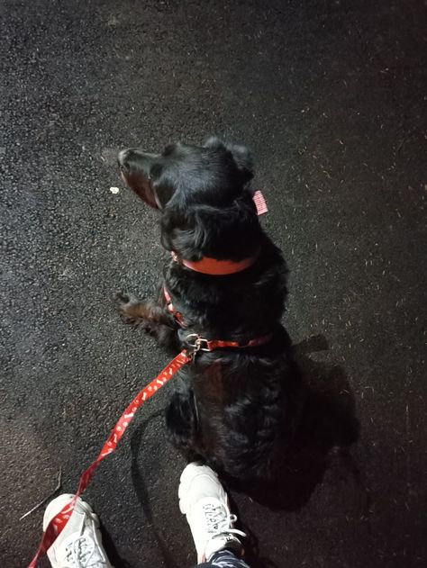 Black dog sitting, with a red harness and a leash. Late Night Walks, Night Walks, Papillon Dog, Shepherd Dogs, Pets Dogs, Night Vibes, Night Photos, Dog Barking, Cute Dogs And Puppies