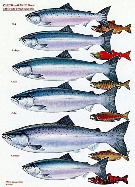 Salmon Species, Fish Chart, Pacific Salmon, Trout Fishing Tips, Fly Fishing Tips, Bass Fishing Tips, Fishing Techniques, Salmon Fishing, Types Of Fish