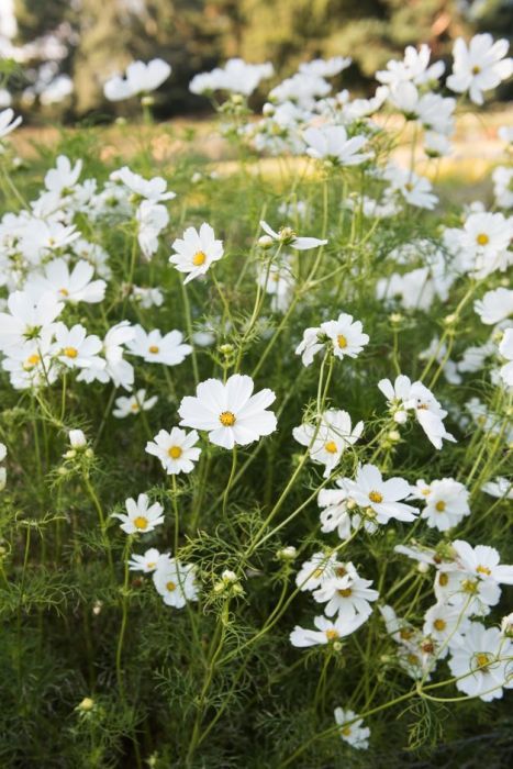 Cosmos Bipinnatus, Cosmos Flowers, Cut Flower Garden, Moon Garden, White Garden, Garden Borders, White Gardens, Seasonal Flowers, Back Garden