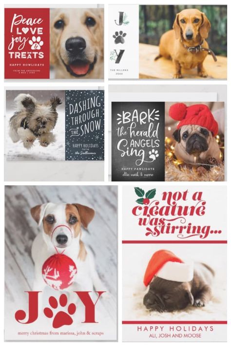 Dog Holiday Cards Single Dog Mom Christmas Card, Pet Christmas Cards Ideas, Funny Pet Christmas Cards, Dog Christmas Card Sayings, Dog Christmas Pictures Holiday Cards, Dog Holiday Card, Dog Christmas Cards Ideas, Dog Christmas Card Ideas, Christmas Cards With Dogs