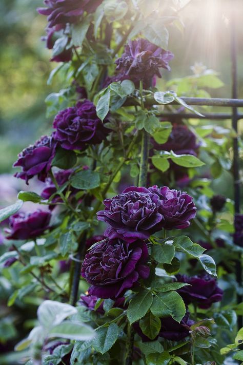 Climbing Roses Trellis, Roses Growing, Mailbox Garden, Types Of Climbing, Rose Plant Care, Small Trellis, Garden Purple, Climbing Rose, Garden Vines