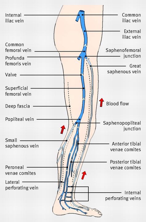 Diagram showing the venous anatomy of the leg Veins Diagram, Vascular Ultrasound, Medical Ultrasound, Diagnostic Medical Sonography, Leg Veins, Interventional Radiology, Vascular Surgery, Nursing School Survival, Lower Limb