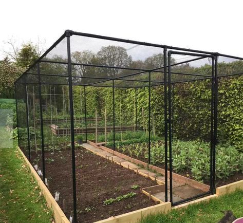 DIY Garden Cage: 15 Creative and Cost-Effective Ideas - tinktube Allotment Ideas, Fruit Cage, Berry Garden, Bird Netting, Garden Netting, Outdoor Trellis, Small Patio Garden, Diy Trellis, Budget Garden