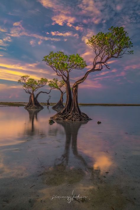 Mangrove Trees of Walakiri Beach, Indonesia Mangrove Tattoo, Mangrove Trees, Mangrove Tree, Mangrove Swamp, Tree Textures, Drawing Examples, Nature Plants, Beautiful Tree, Timeless Treasures