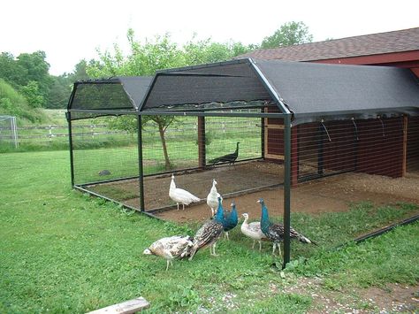 I'm getting ready to start build my first peacock coop. Does anyone have any suggestions  should... Peacock Enclosure Ideas, Chicken Coop Decor Ideas, Peacock Coop, Backyard Chicken Run, Chicken Backyard, Coop Decor, Backyard Coop, Chicken Coop Decor, Coop Design