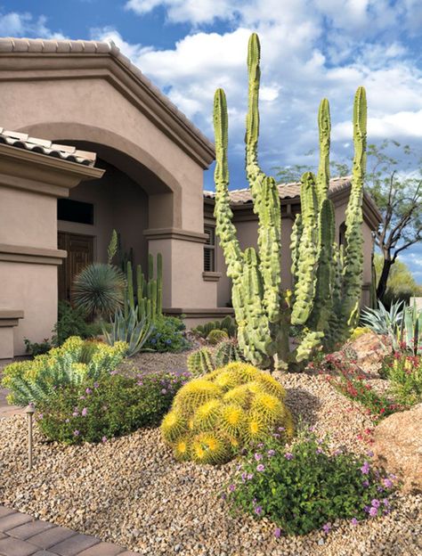 Small Space Big Impact - Phoenix Home & Garden #desertplants #desert #plants #backyard Butterfly Garden Ideas, Cactus Landscaping, Desert Yard, Arizona Landscaping, Southwest Garden, Desert Landscaping Backyard, Phoenix Garden, Desert Landscape Design, Desert Inspiration