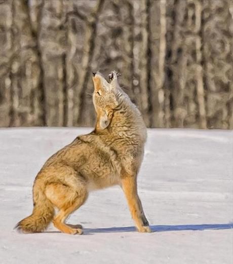 Residents of Gloucester fear coyote population is growing - The Boston Globe Coyote Animal, Maned Wolf, Coyote Hunting, Reference Art, Turkey Hunting, Wild Dogs, A Wolf, Animal Photo, Hunting Fishing