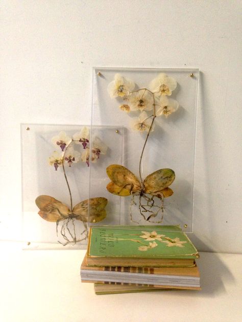 Pressed Orchids Pressed Orchid Art, Pressed Orchids, Plant Pressing, Botanical Studies, Plant Press, Flower Projects, Flower Picture Frames, Orchid Garden, Flower Picture