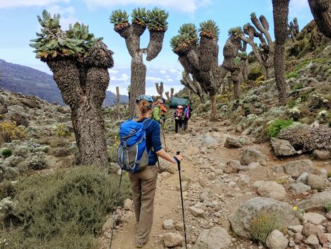 How Hard Is Climbing Kilimanjaro? - Exploring Wild Mount Kilimanjaro Photography, Mount Kilimanjaro Training, Kilimanjaro Mountain, Climbing Kilimanjaro, Mt Kilimanjaro Climb, Kilimanjaro Climb, Altitude Sickness, Mount Kilimanjaro, Trail Runners