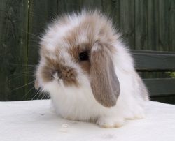 my new obsession..I really want a lion lop house bunny! :) Lion Rabbit, Lop Bunnies, Lop Bunny, House Bunny, Adorable Creatures, Kingdom Animalia, New Obsession, Favorite Animals, Super Cute Animals