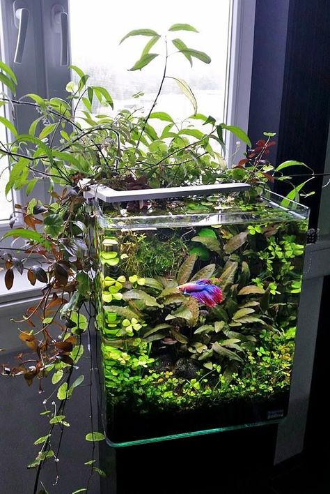 Tanaman Air, Indoor Aquaponics, Ikan Air Tawar, Fish Tank Terrarium, Amazing Aquariums, Betta Aquarium, Aquaponics Fish, Indoor Water Garden, Aquarium Terrarium