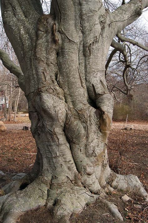 Tree Trunk Reference, Wise Tree, Weird Trees, Trees Photo, Abstract Tree Painting, Nature Sketch, Fake Trees, Old Oak Tree, Beech Tree