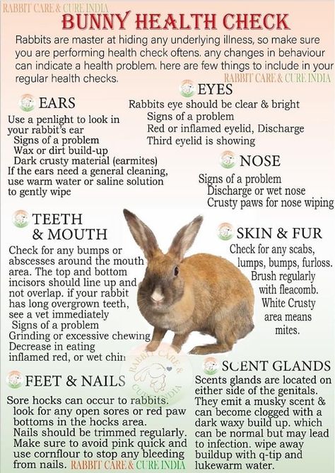 Diy Bunny Enrichment, Bunny Room Set Up, Pet Bunny Set Up, Bunny Enrichment, Indoor Bunny House, Bunny Tips, Diy Bunny Cage, Bunny Care Tips, Rabbit Behavior